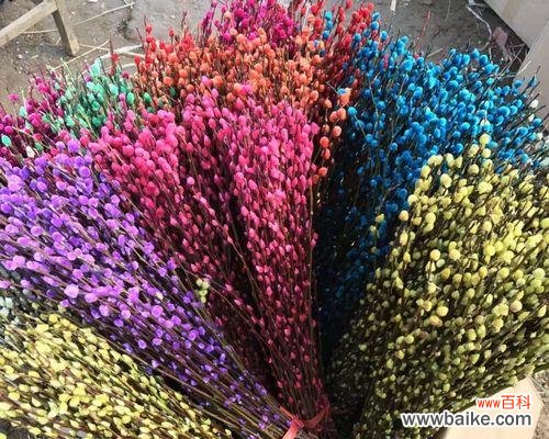 探寻银柳花语的丰富内涵 银柳花语之美——银柳的花语与意义