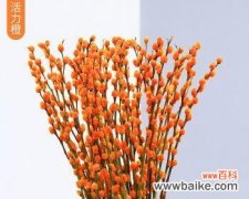 探寻银柳花语的丰富内涵 银柳花语之美——银柳的花语与意义