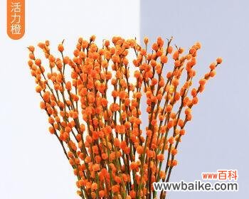 探寻银柳花语的丰富内涵 银柳花语之美——银柳的花语与意义