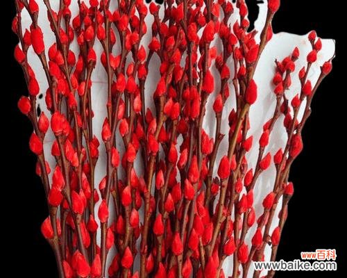 探索银柳的美与内涵，解读其含义 银柳的花语与寓意