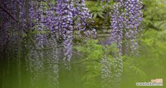 紫藤花的美丽与深意 紫藤花的象征意义