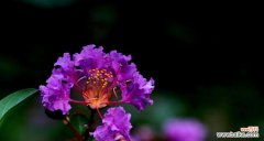 花开如紫薇 紫薇花的花语与传说