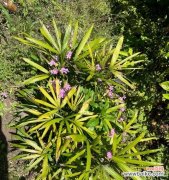 探寻大自然中蕴含的智慧和生命力 棕竹的寓意与象征意义