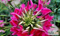 以醉蝶花的花语为窗口 醉蝶花