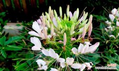 探索醉蝶花花语与寓意 醉蝶花