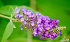 探索醉鱼草的美丽花语和深厚文化底蕴 醉鱼草的花语与文化背景