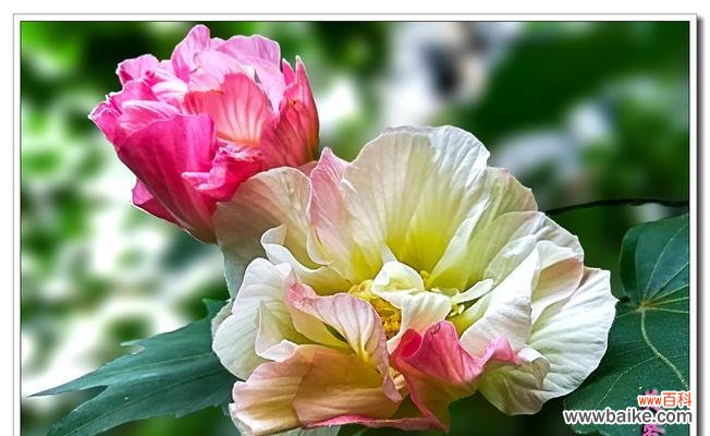 寄托希望与纯洁的花海颂歌自然之美 白芙蓉花的象征意义与美学魅力