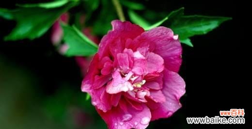 美丽的芙蓉花 芙蓉花的花语与象征意义