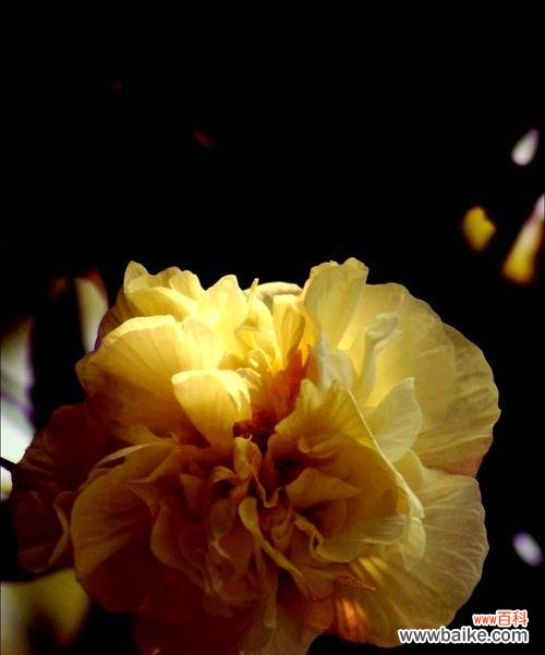 芙蓉花的象征意义与富贵生长环境 芙蓉花的富贵荣华