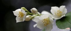 唤醒心灵的芬芳香气 茉莉花的花语和故事