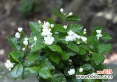 探寻茉莉花的文化内涵及其在人们心中的位置 茉莉花的象征意义与美丽魅力