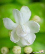 茉莉花的花语及适宜送人的场合 茉莉花的花语与赠送对象