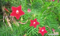 探寻茑萝花语的深意 茑萝花语与植物文化的魅力