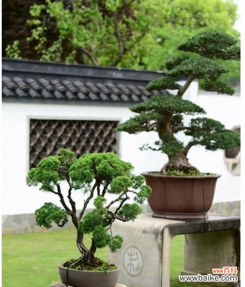 白玉莲的寓意和花语有何特别之处？