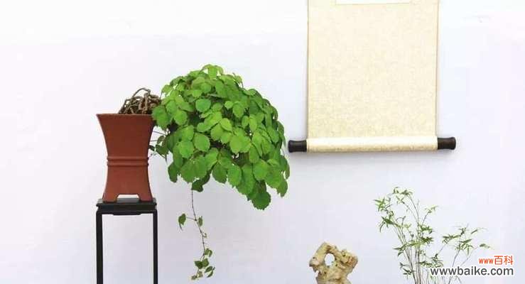 白玉莲的寓意和花语有何特别之处？