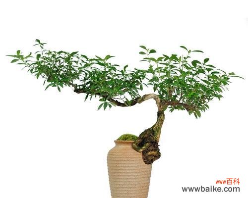 白玉莲的寓意和花语有何特别之处？