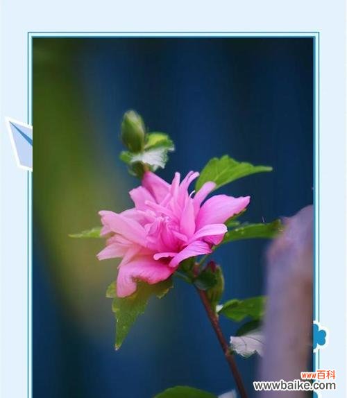 哪种花象征着永恒不变的爱情？