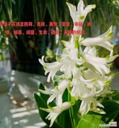 蕙兰花语代表什么？如何表达高风亮节？