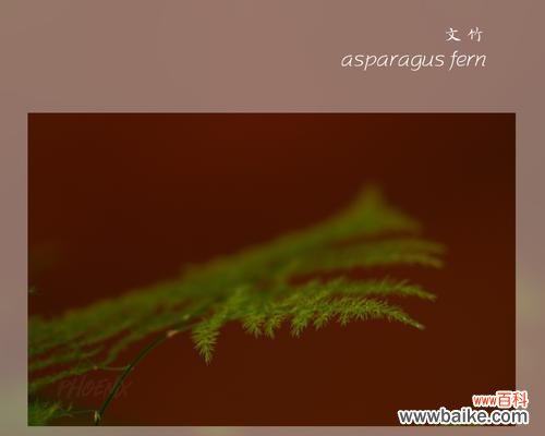 蕙兰花语代表什么?如何表达高风亮节?