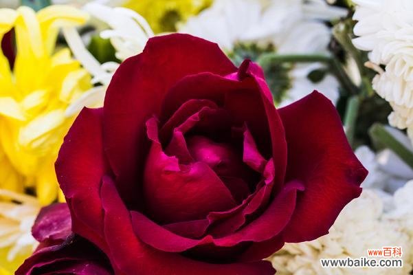 22朵红玫瑰的花语有何特别含义？