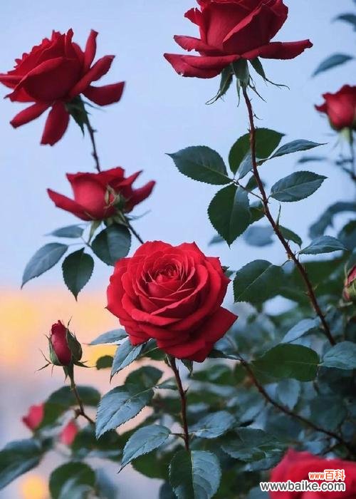 22朵红玫瑰的花语有何特别含义？