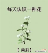 生日送茉莉花代表什么意义？