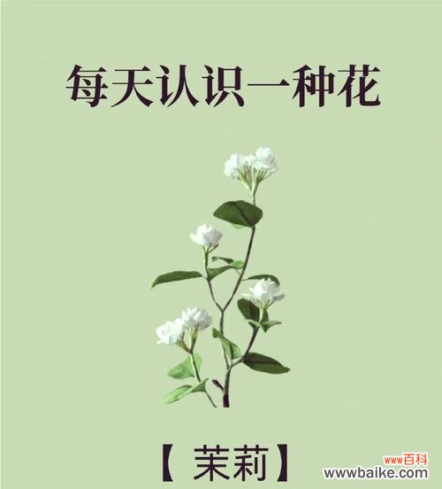 生日送茉莉花代表什么意义?