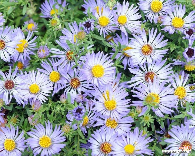 夕阳紫苑的花语寓意有哪些?它象征着什么?