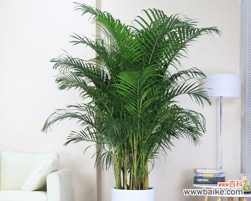 散尾花的花语和寓意是什么?