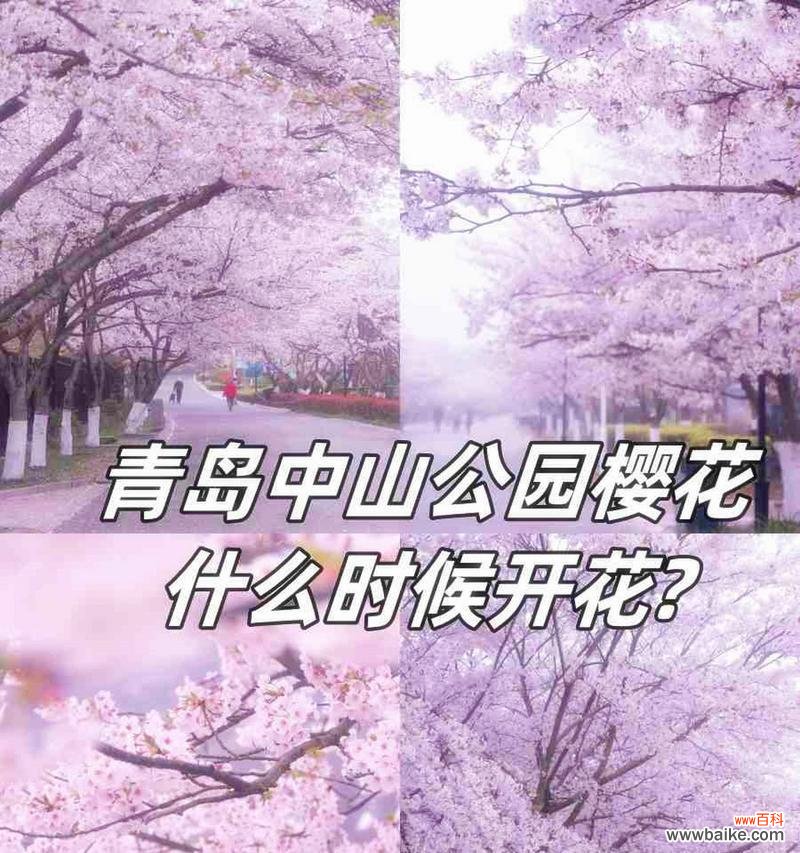 樱花盛开时的花语代表了什么?