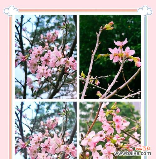 樱花盛开时的花语代表了什么?