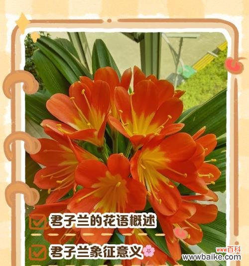 什么花语最能形容小孩子？哪种花的花语最贴切？
