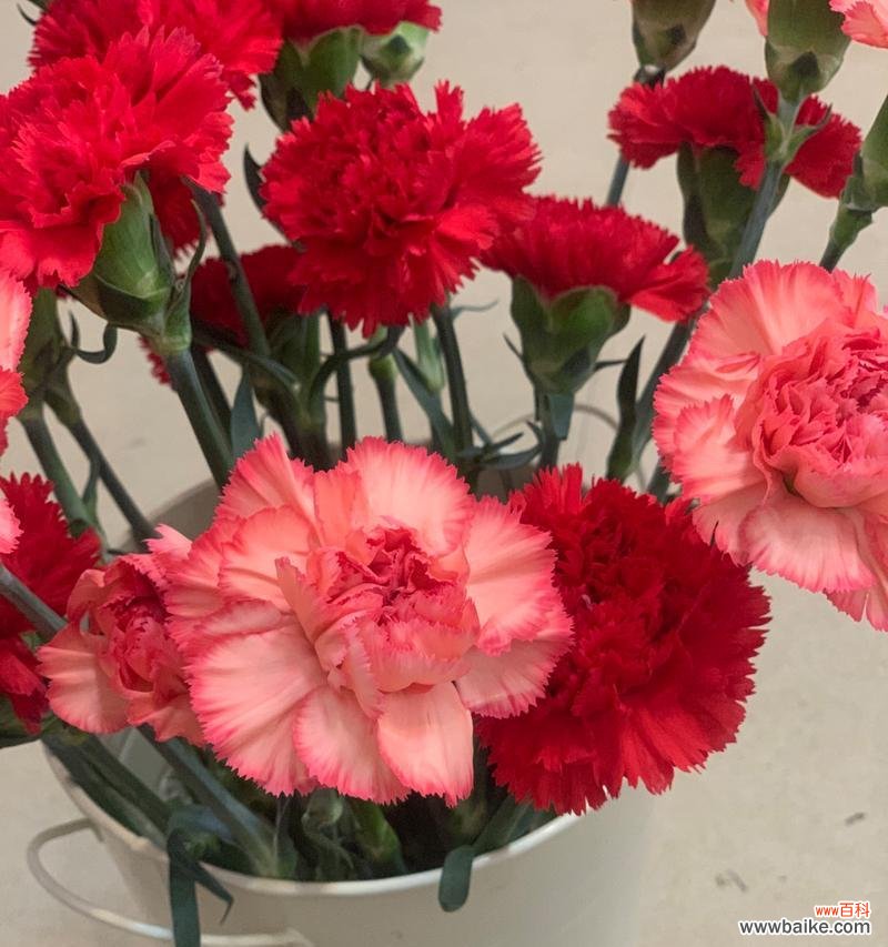 什么花语最能形容小孩子？哪种花的花语最贴切？