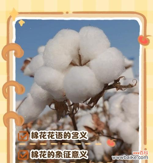 什么花语最能形容小孩子？哪种花的花语最贴切？