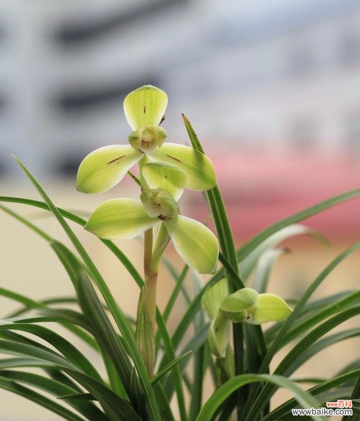 中国香兰花语代表了哪种花？