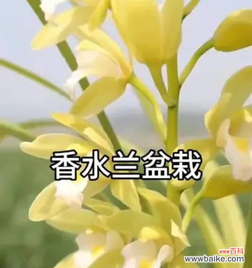 中国香兰花语代表了哪种花？