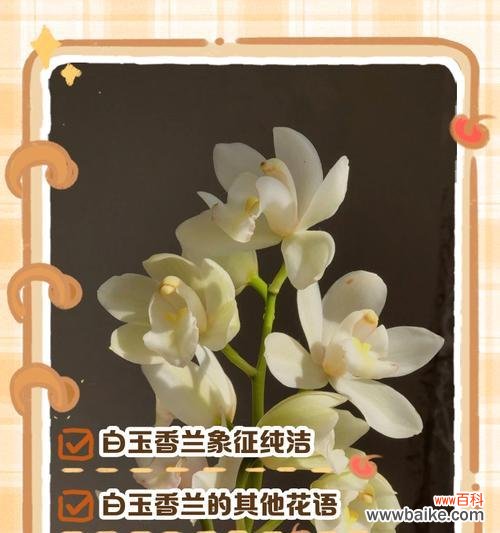 中国香兰花语代表了哪种花？