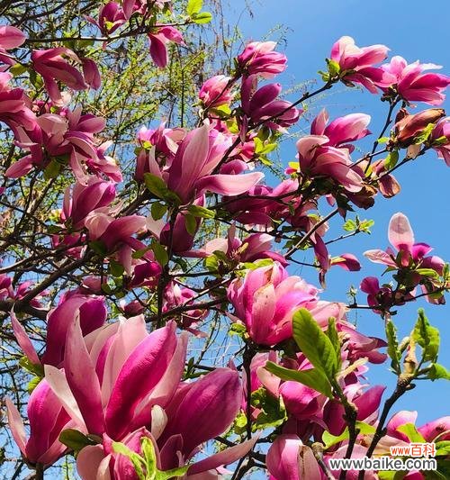 玉与花语有何联系?和玉相关的花语代表什么?