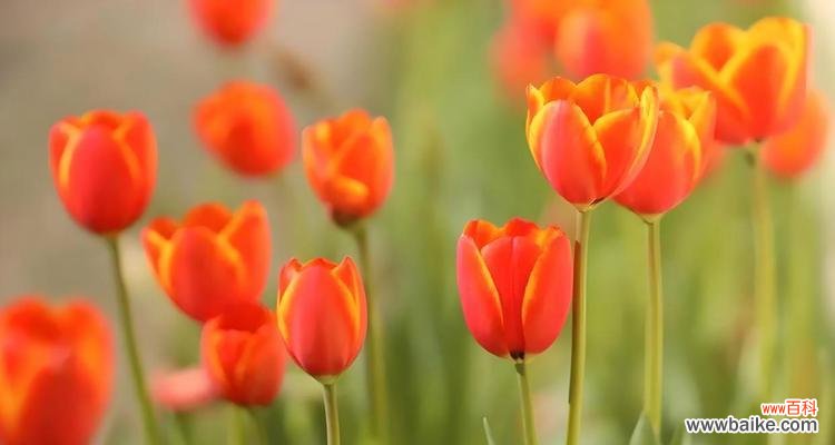 哪种花象征着陪伴?