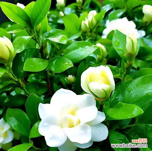 哪种花象征着陪伴?