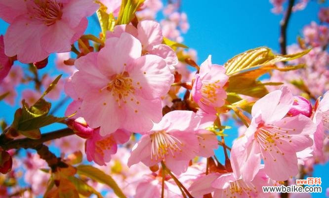 探索樱花的美丽花语与神秘传说 樱花的花语和传说