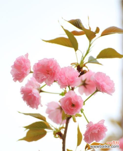 探索樱花背后的美丽与象征 樱花的寓意与魅力