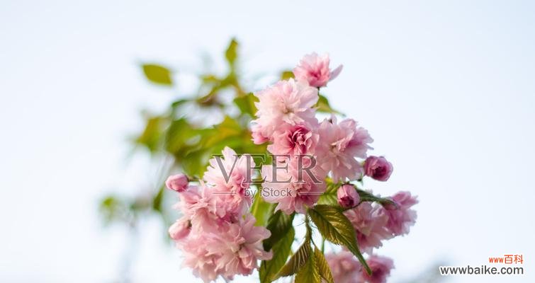 探索樱花背后的美丽与象征 樱花的寓意与魅力