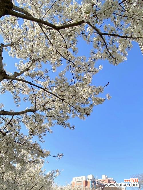 探索樱花背后的美丽与象征 樱花的寓意与魅力
