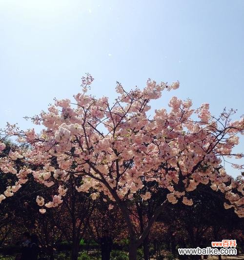 探索樱花文化中的神奇传说 樱花传说的意义