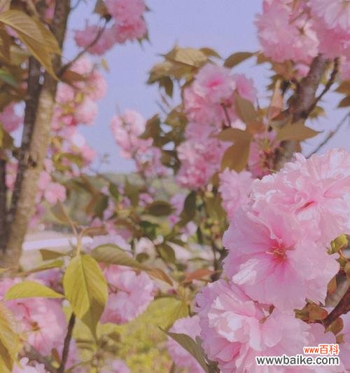 探索樱花文化中的神奇传说 樱花传说的意义