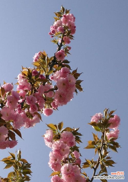 探寻樱花花语的背后世界,了解它所传达的情感和象征 樱花的花语与意义