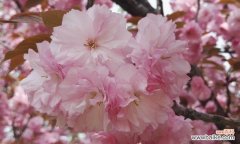 探寻樱花花语的背后世界，了解它所传达的情感和象征 樱花的花语与意义