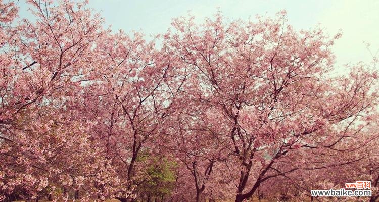 探寻樱花花语,感受她的神秘力量 樱花花语