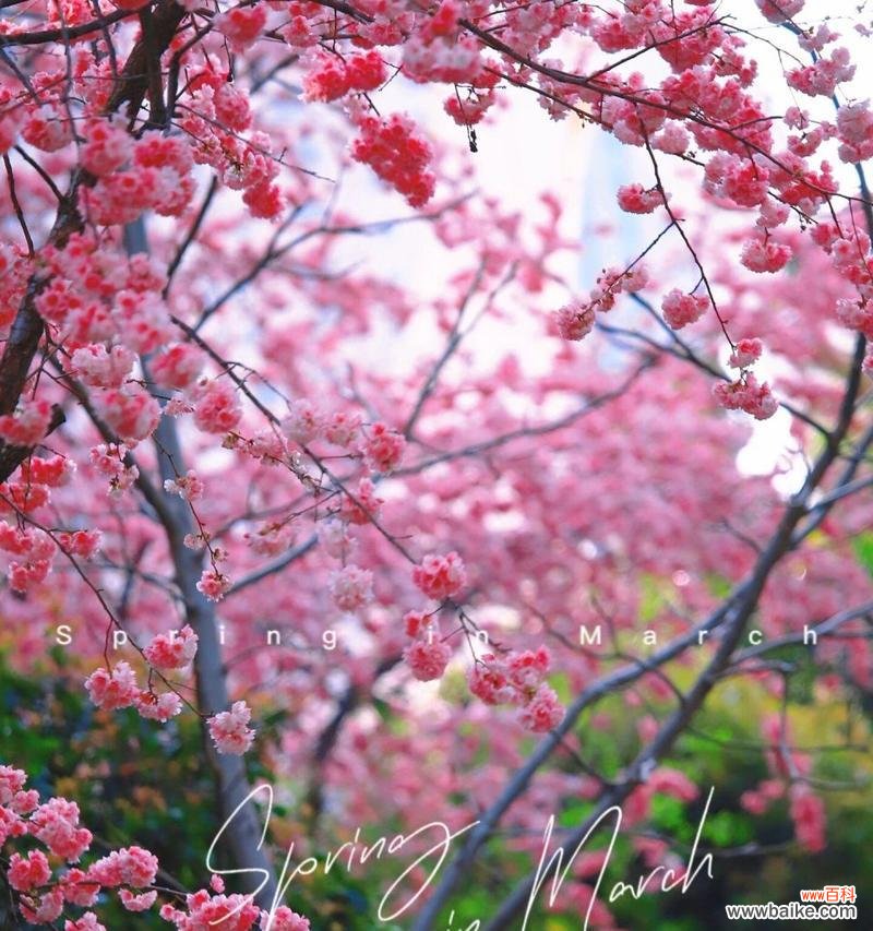 樱花花语的深意与文化魅力 樱花的花语与寓意——春天中的美丽寓言